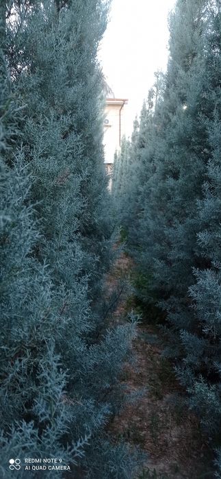 Arizonka kiparis sotiladi