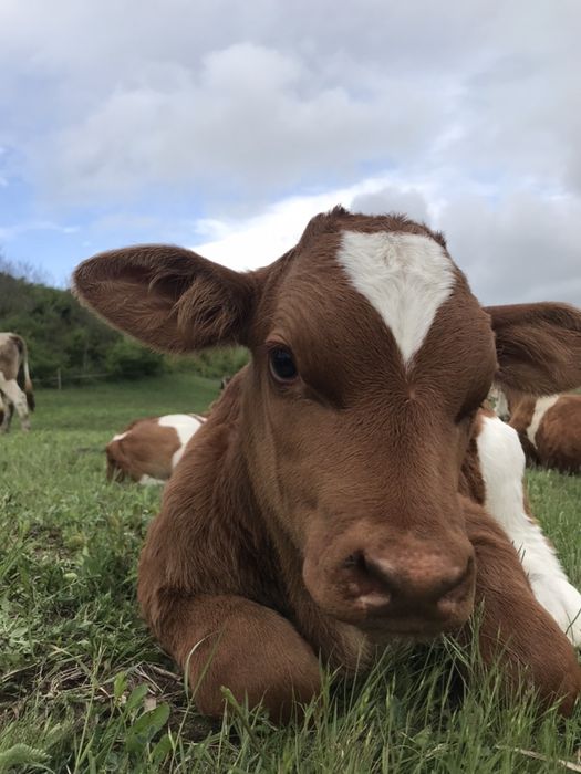 Transport animale vii