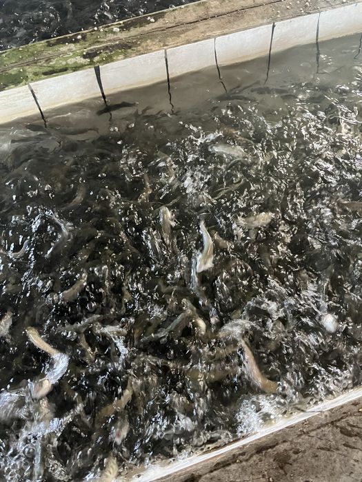 Продам малька форели