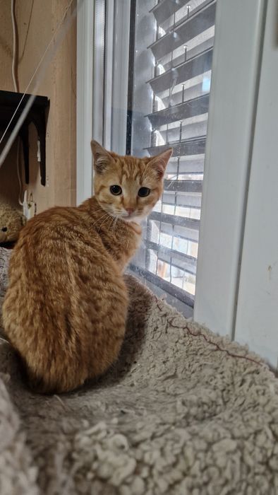 Мъжко коте търси своя дом