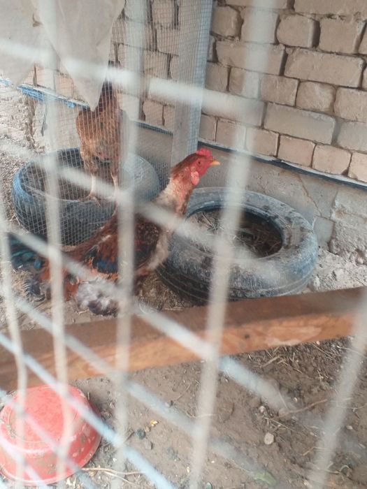 Horoz sotiladi dakan 200min