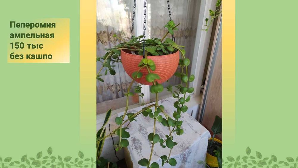 Стеллаж стеклянный для цветов (фиалок)