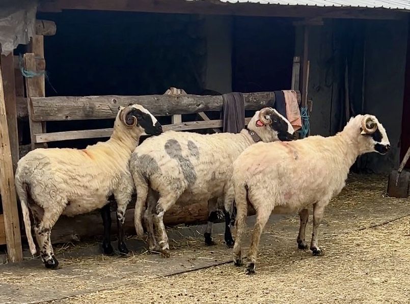 Oi breze de vânzare