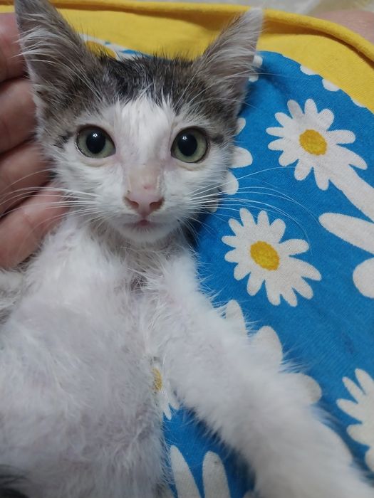 Котенок мальчик 1 месяц