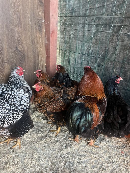 Cocos Brahma 2025 + gaini tinere 2025