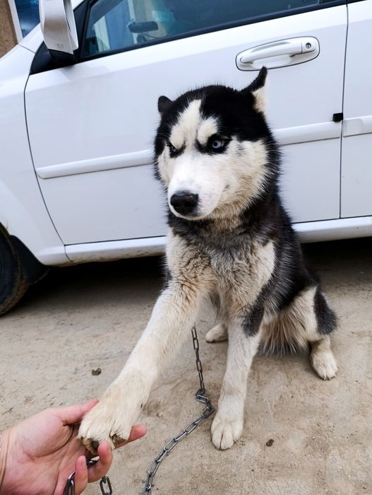 Хаски асл зод 9 ойлик