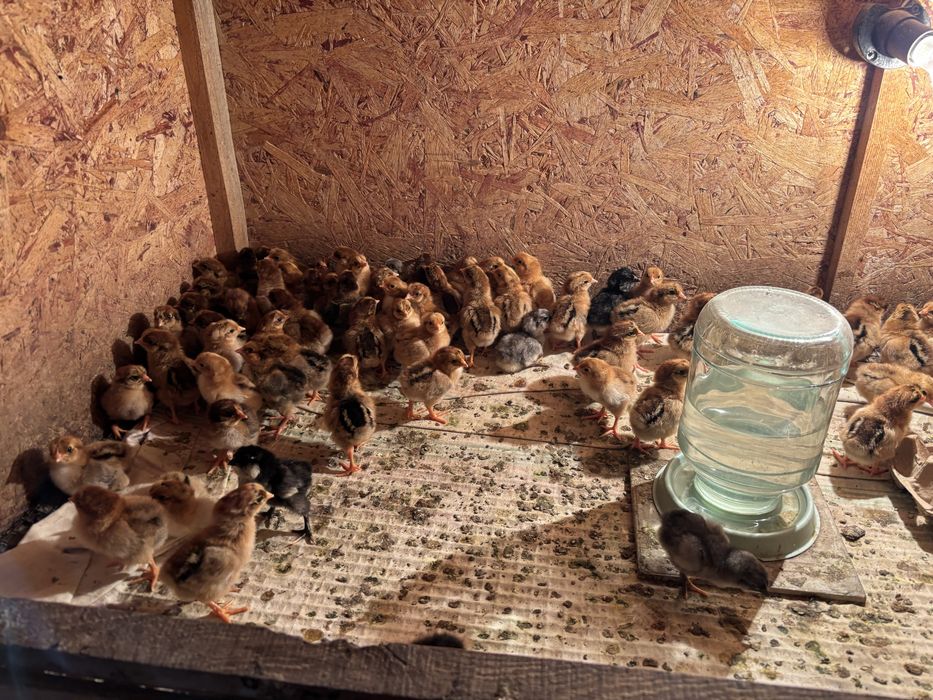 Продам 3-х суточных цыплят Кучинской юбилейной