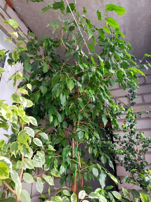 Продам фикусы Бенджамина