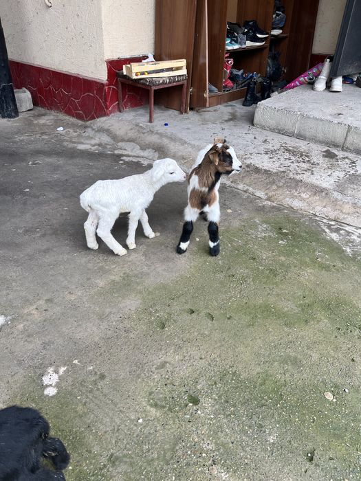 Романовский қозылар