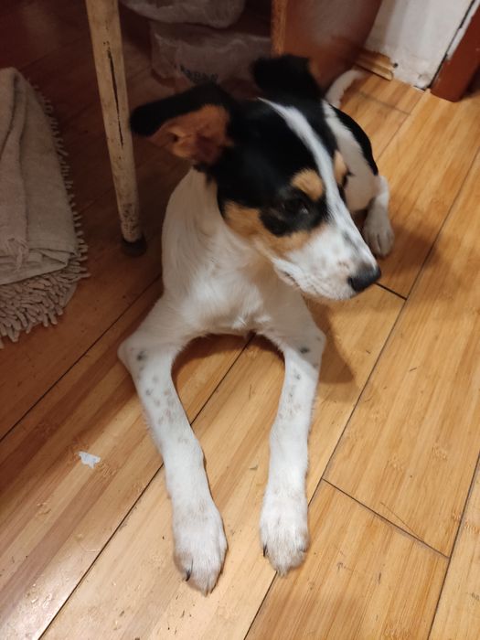 щенок даром  в хорошие руки