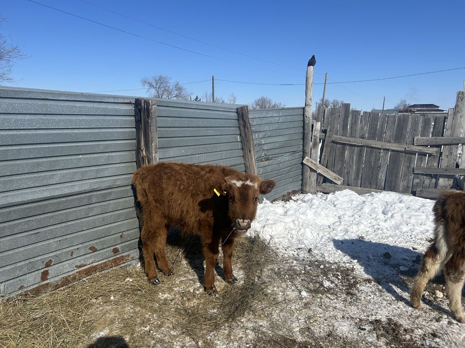 Бұқалар сатылады.