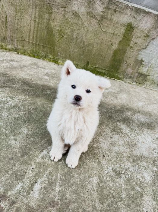 Pui akita inu japonez