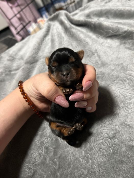 Щенки йоркширского терьера