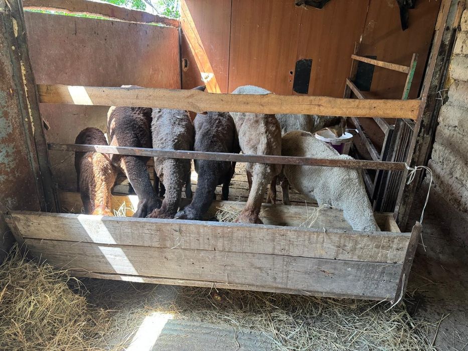 Срочно продам овец