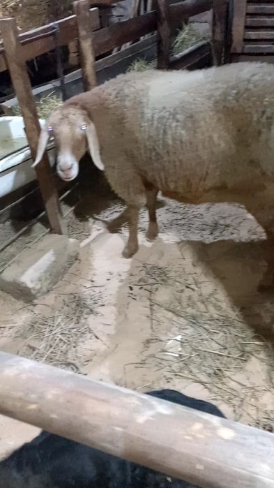 Ona bola sovliq sotiladi