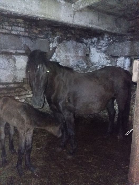 Порам лошаде с жеребятами