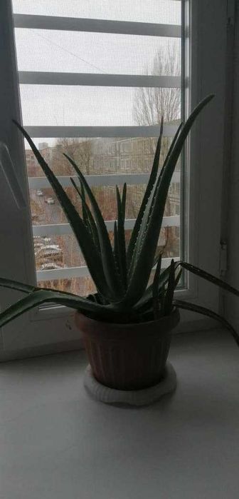 Домашние цветы Алоэ. Доставка
