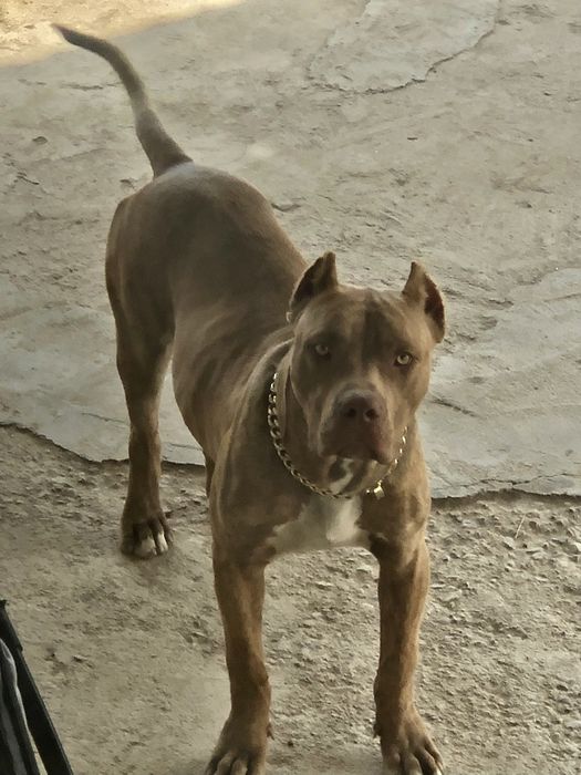 Питбуль чистокровый Кубинец