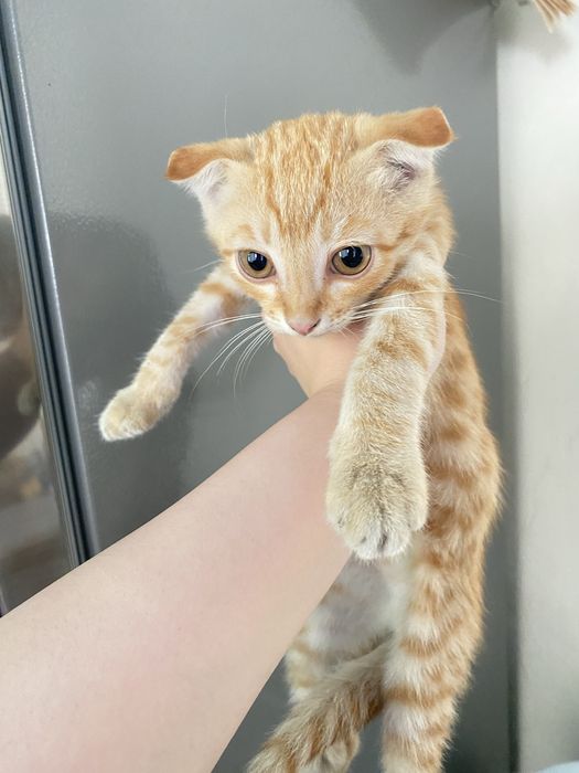 Котята в хорошие руки
