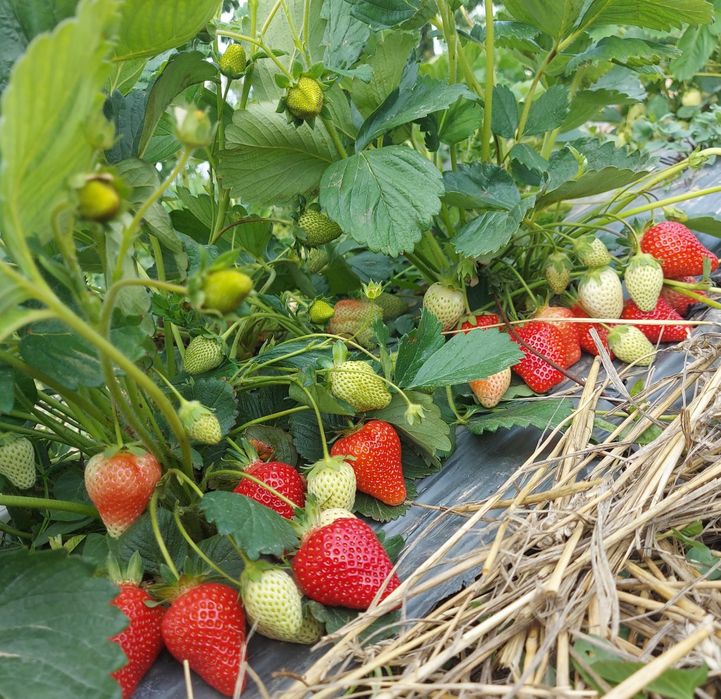 Comercializam stoloni capsuni , soiuri remontante Albion , Elsanta