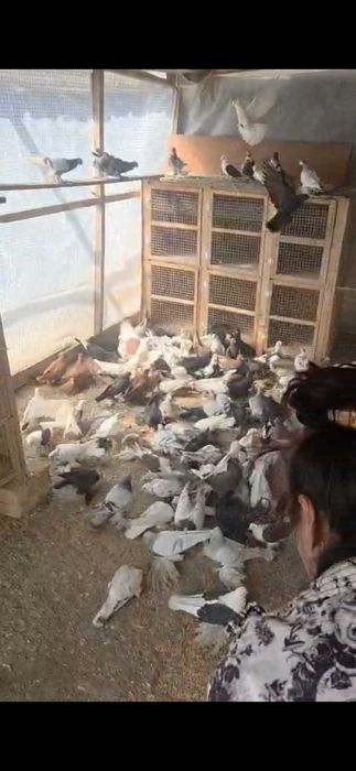 Продам голубей дешево