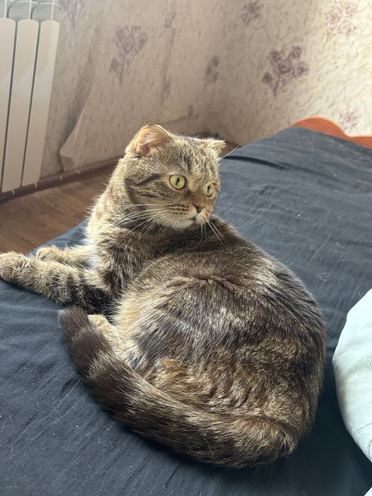 Передержка кошек и котов