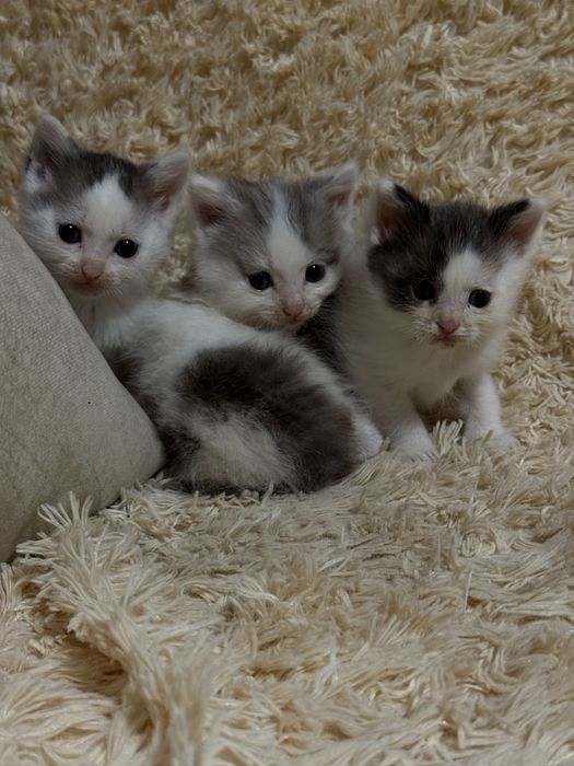Отдаем котят в хорошие руки