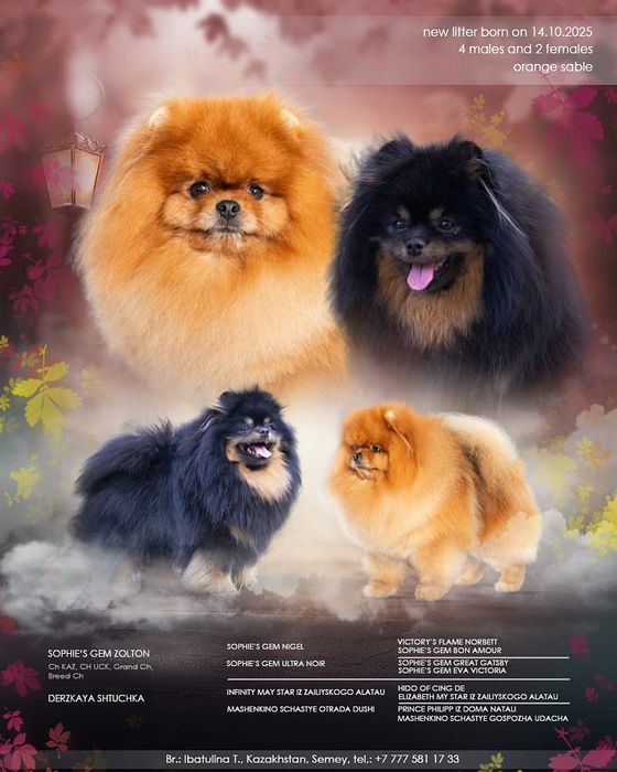 Померанский шпиц