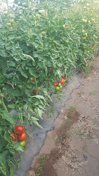 Roșii de solar (soiul Alamina)