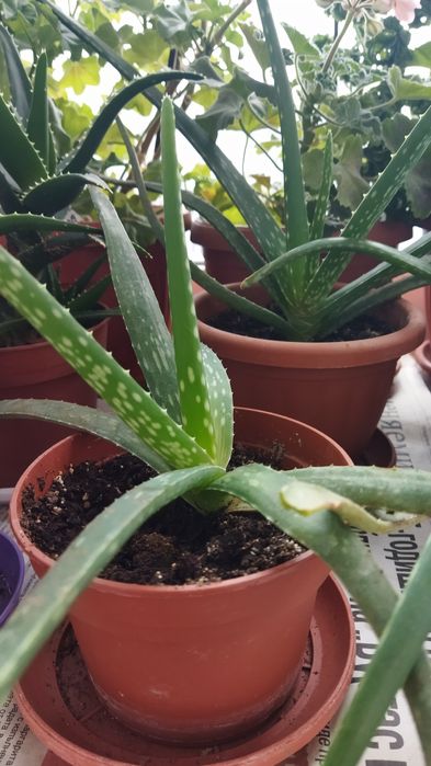 Лечебни растения алое