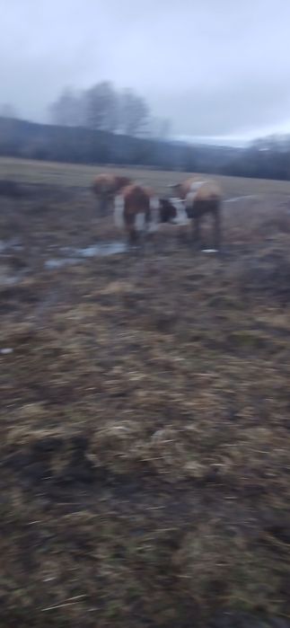 Vand vaci cu tot cu vitei