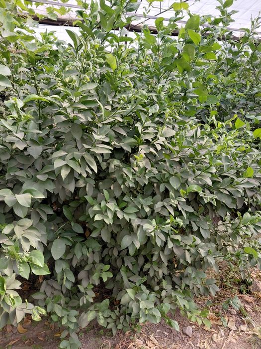 Lemon ko'chatlar 3 4 yillik