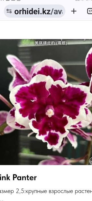 Сортовые орхидеи из Азии
