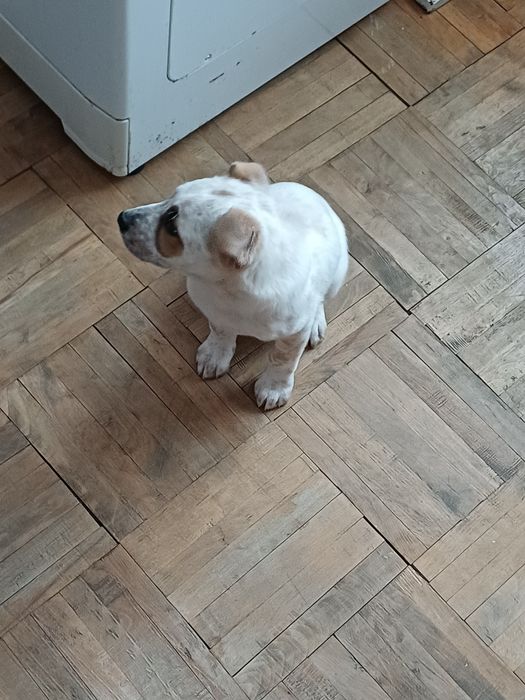 Câine dragut cu doua vaccinuri făcute