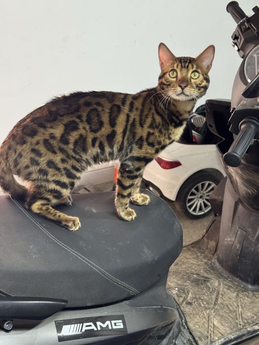 Продам котика бенгал