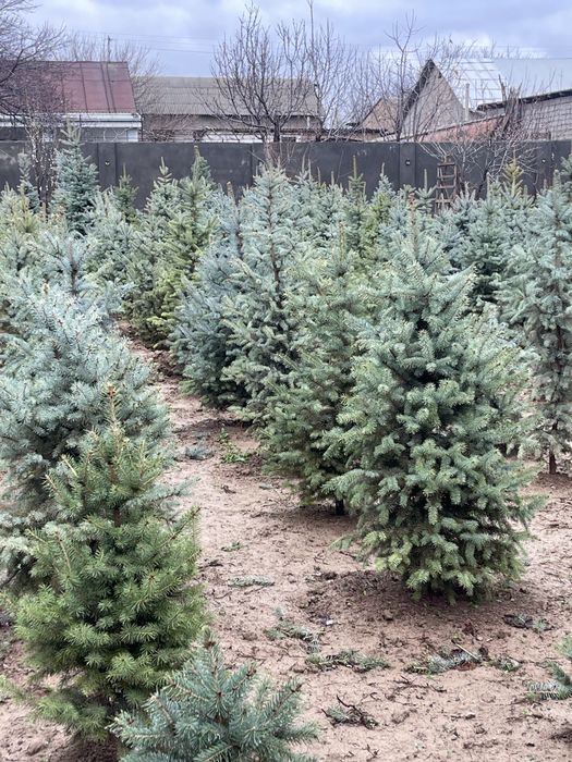 Голубая ель Archa goluboy moviy pitomnikdan 0.5 metrdan 6 metrgacha
