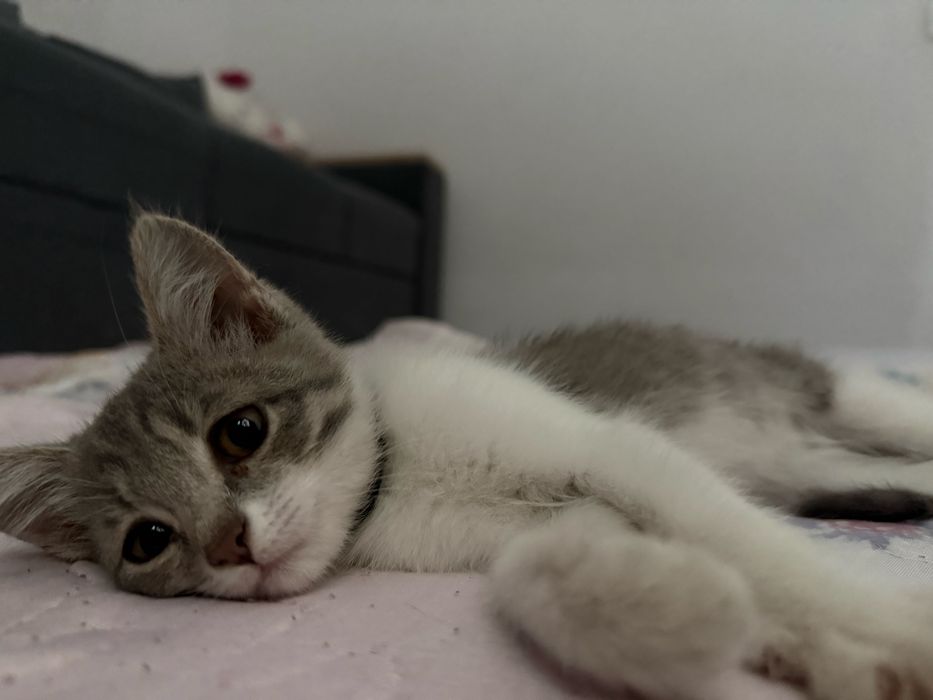 Отдам котят в добрые руки Бесплатно