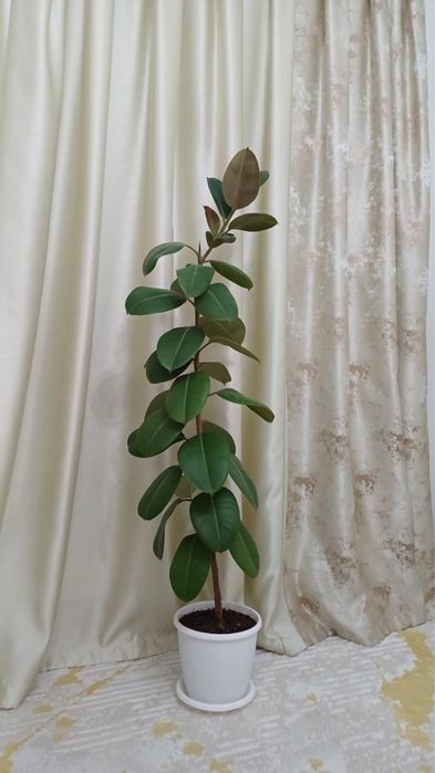 Продам Фикус