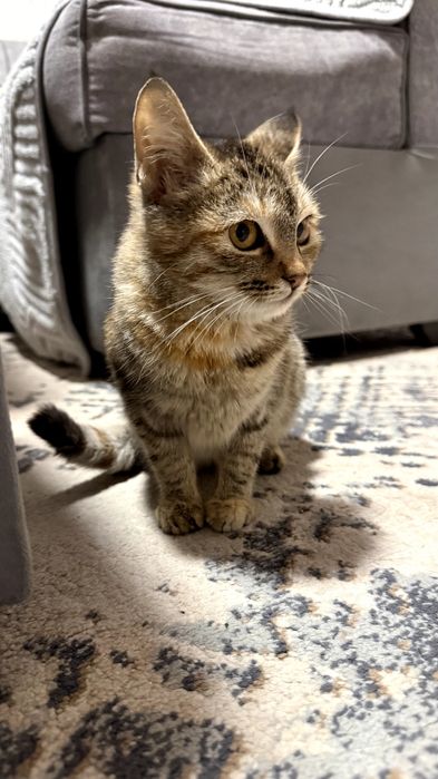 Отдам даром ! В хорошые руки , очень ласковые котята