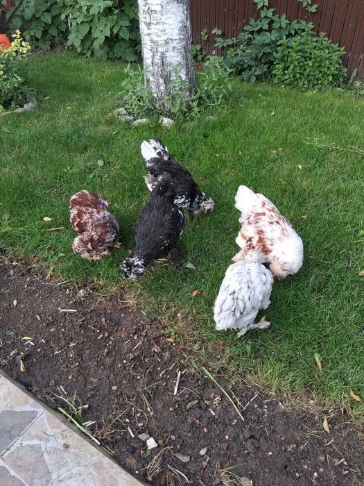 Curci,curcani,cocosi albi,gaini Australalop/Motate olandeze