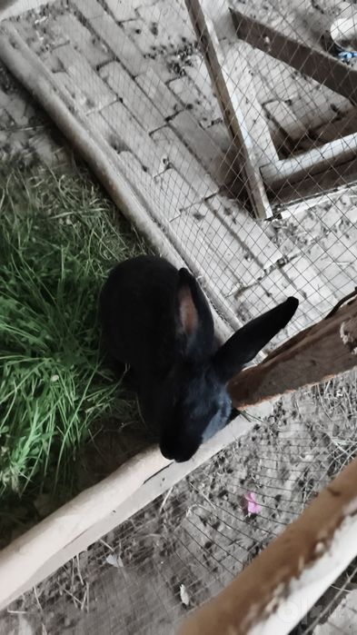 Куёнлар сотилади