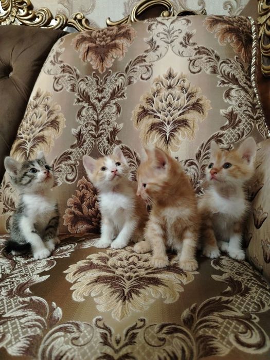 Отдам ДАРОМ замечательных котят