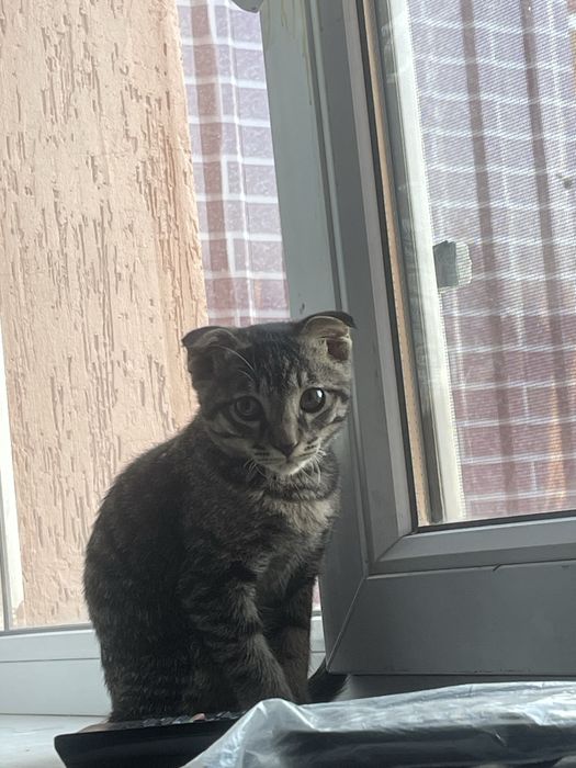 Мысық сатылады 25.30 мын келісеміз