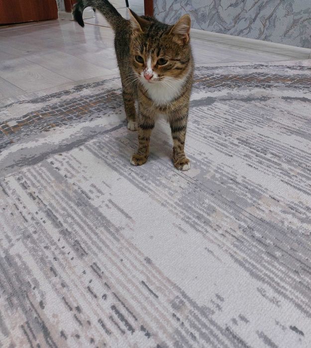 Кошечка девочка.