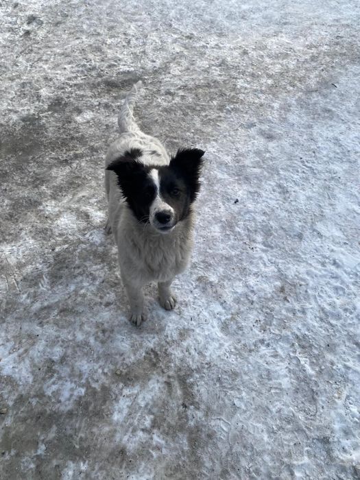 Отдам щенят в добрые руки, крупные 6 мес девочки