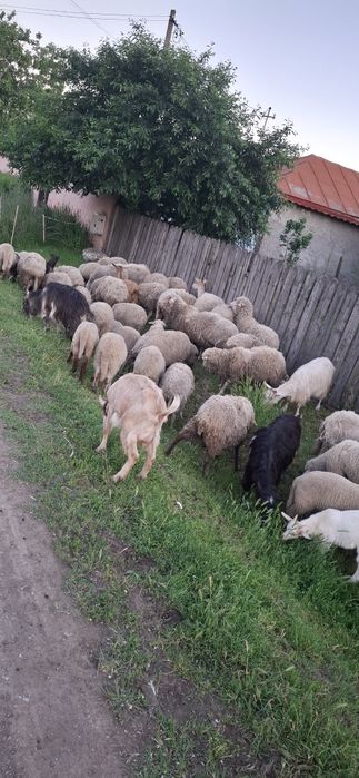 Vand oi si capre
