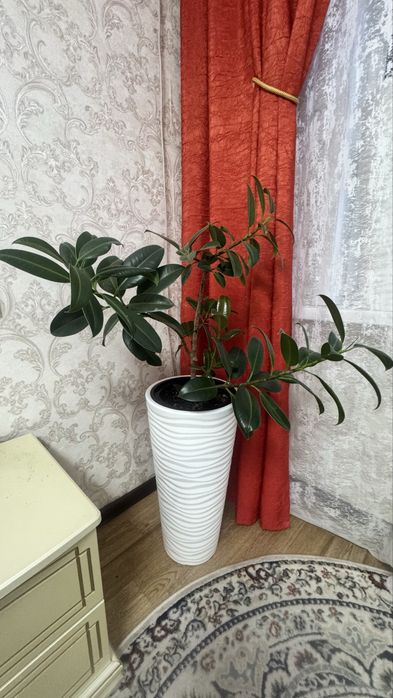 Цветы с горшками