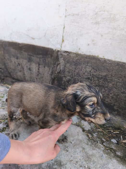 Продажа ШЕНЬКОВ Тайган