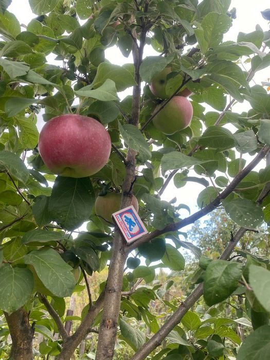 Яблони. Продам яблони.