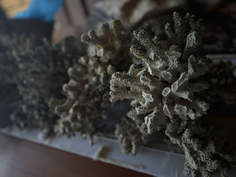 Кораллы морские для аквариума